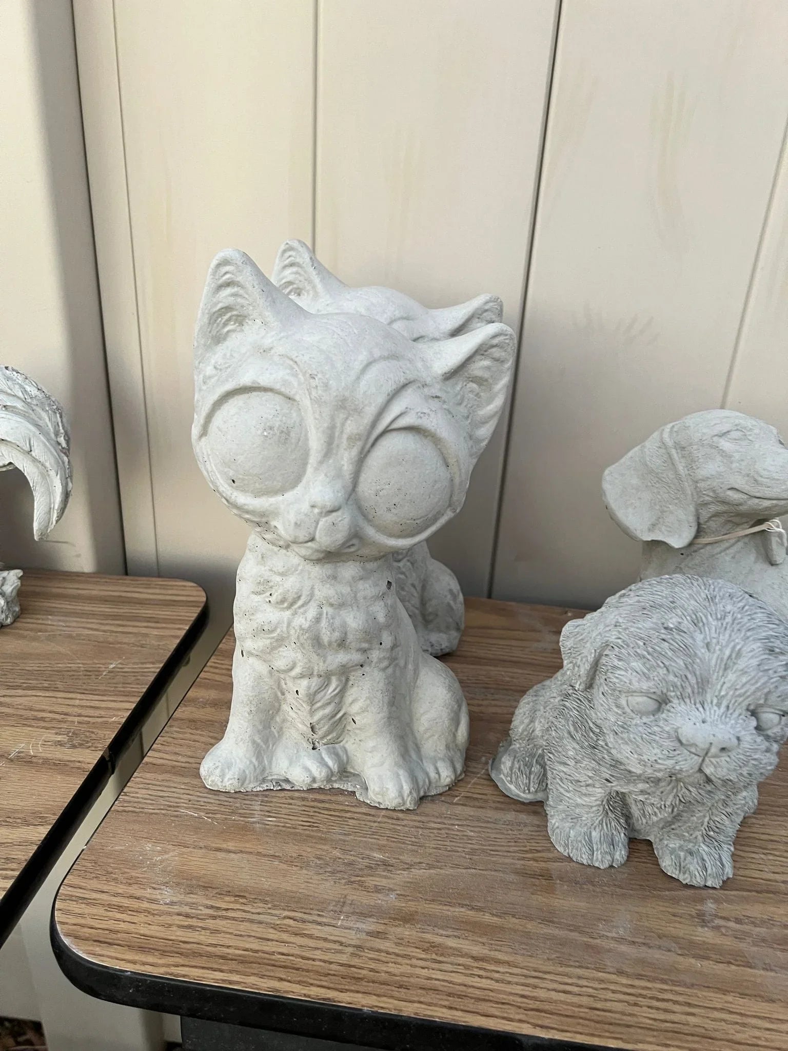 Big Eyed Cat