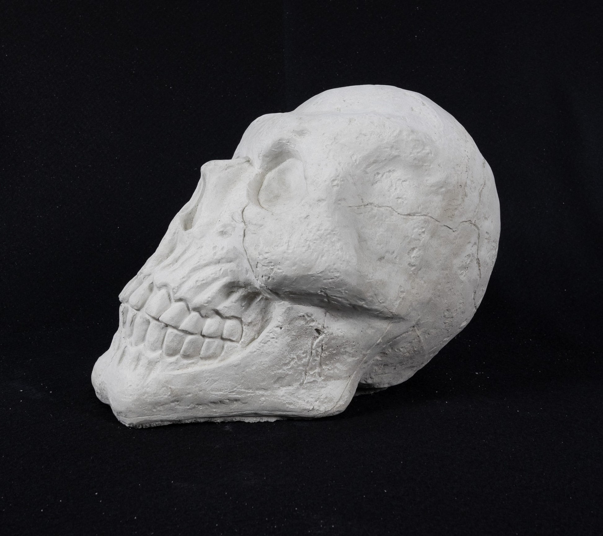 Skull - Large