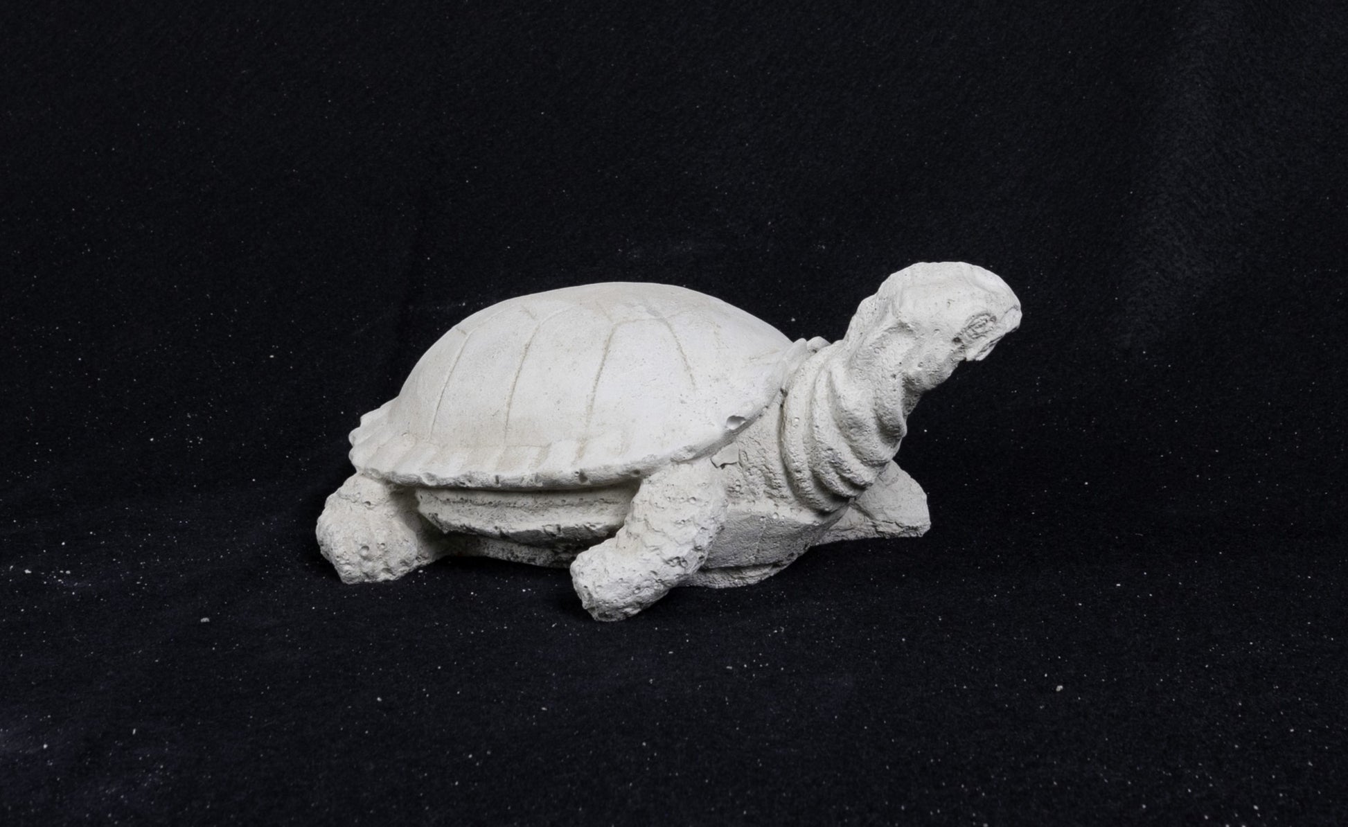 Realistic Tiny Turtle