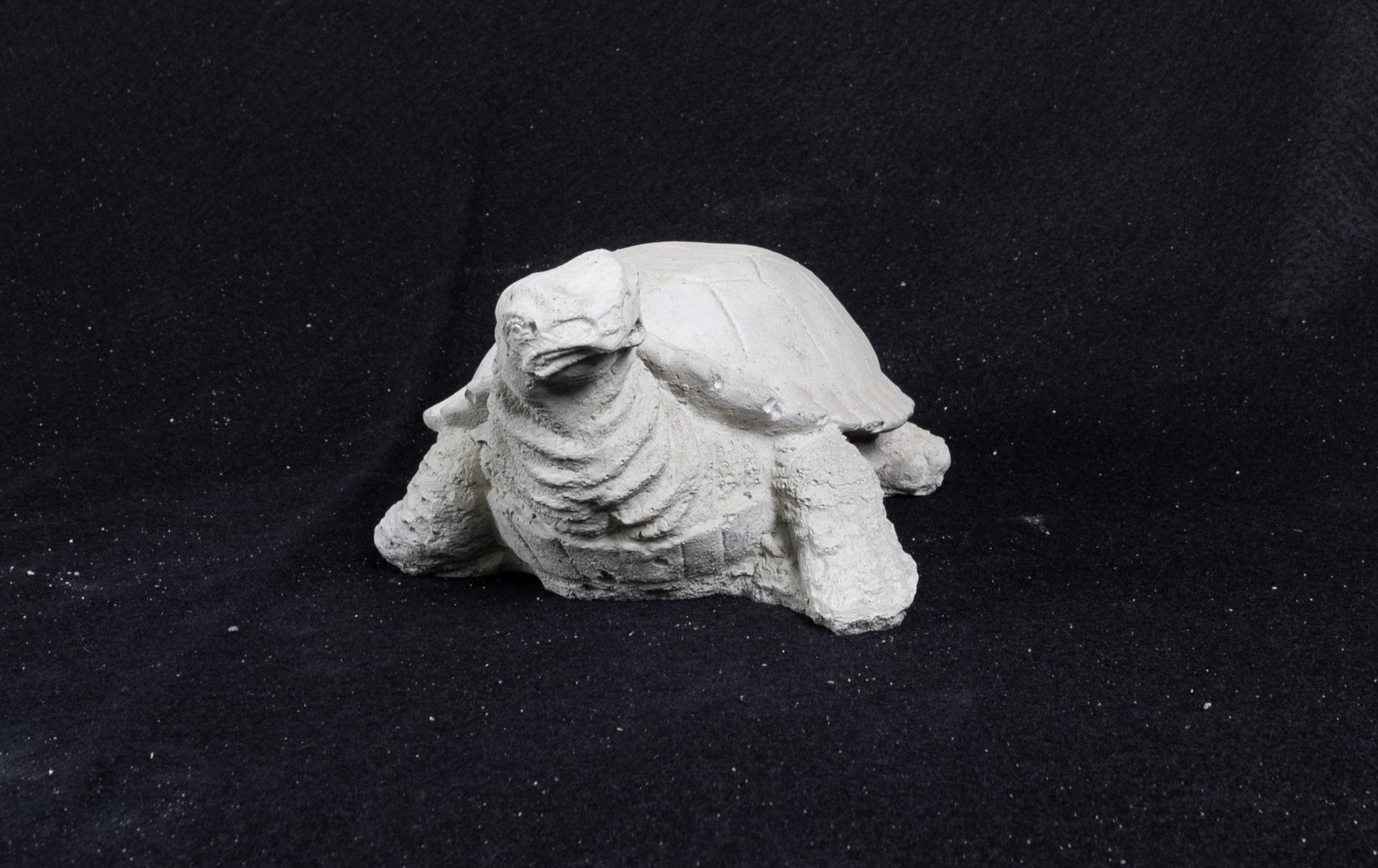 Realistic Tiny Turtle