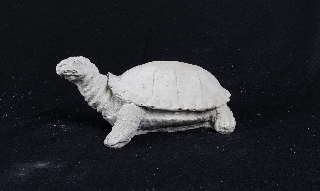 Realistic Tiny Turtle