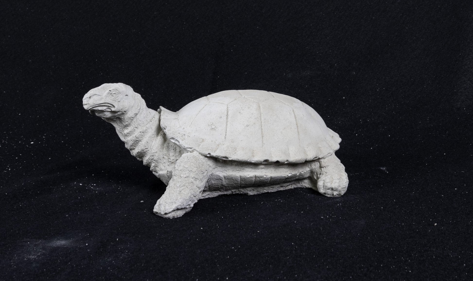 Realistic Tiny Turtle