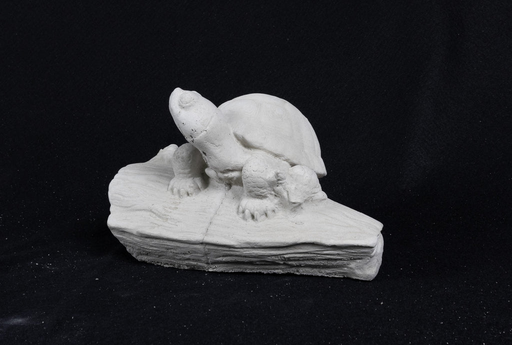 Turtle on a Log