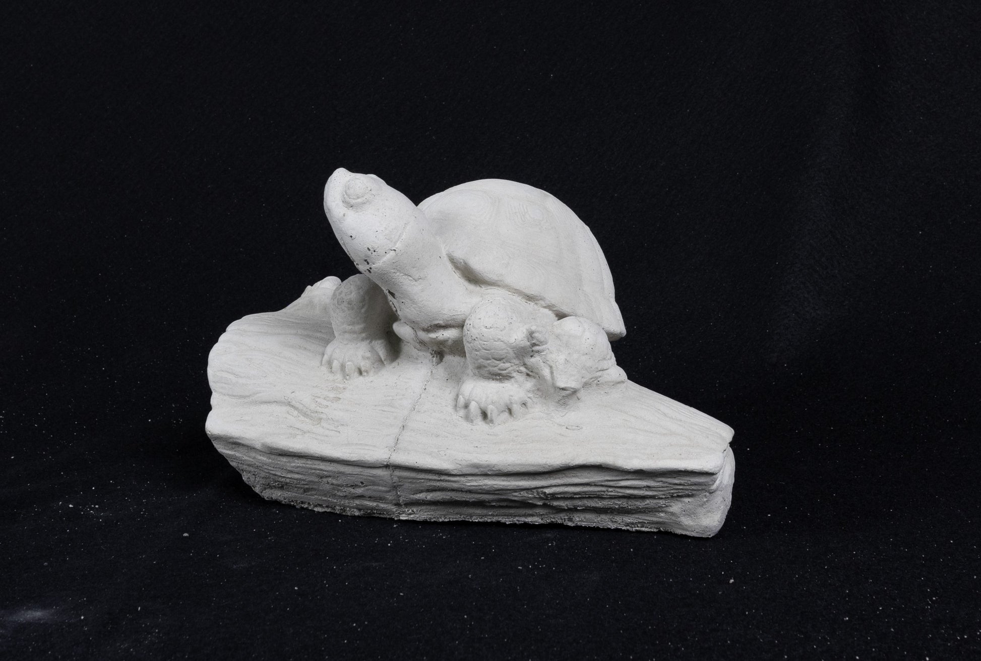 Turtle on a Log