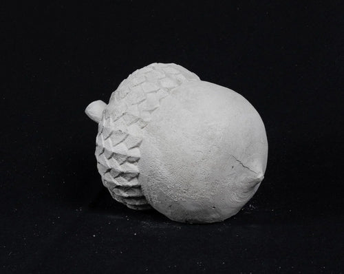 Acorn