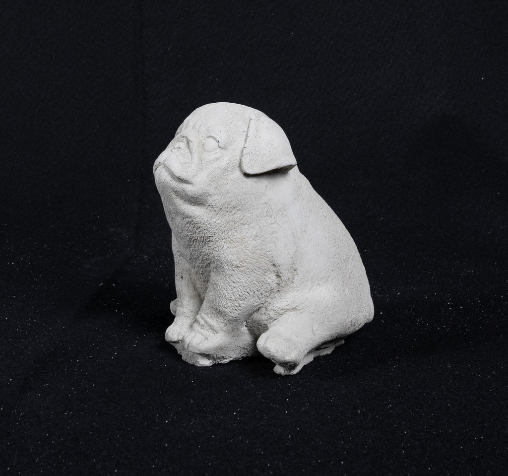 Pug