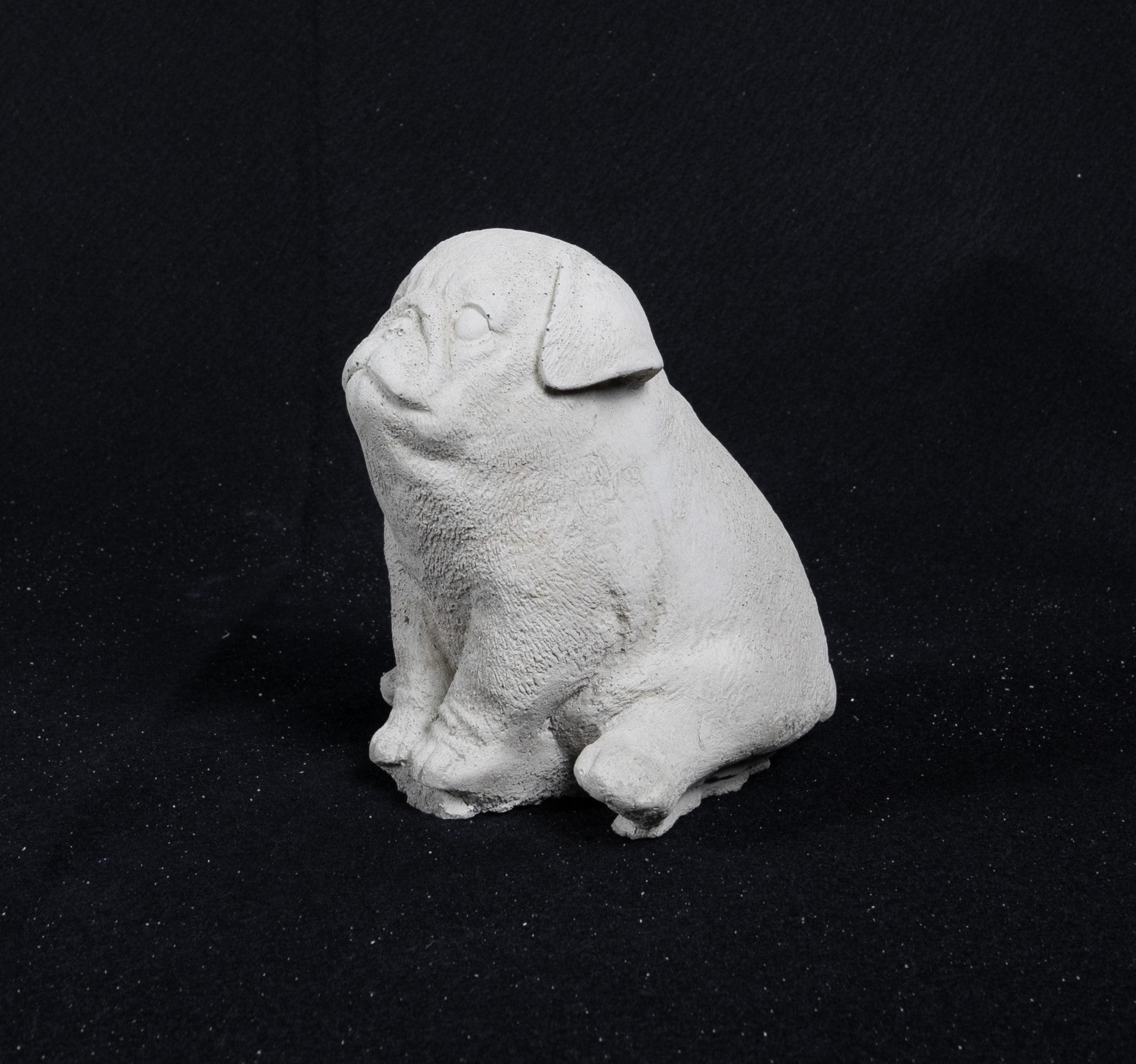 Pug
