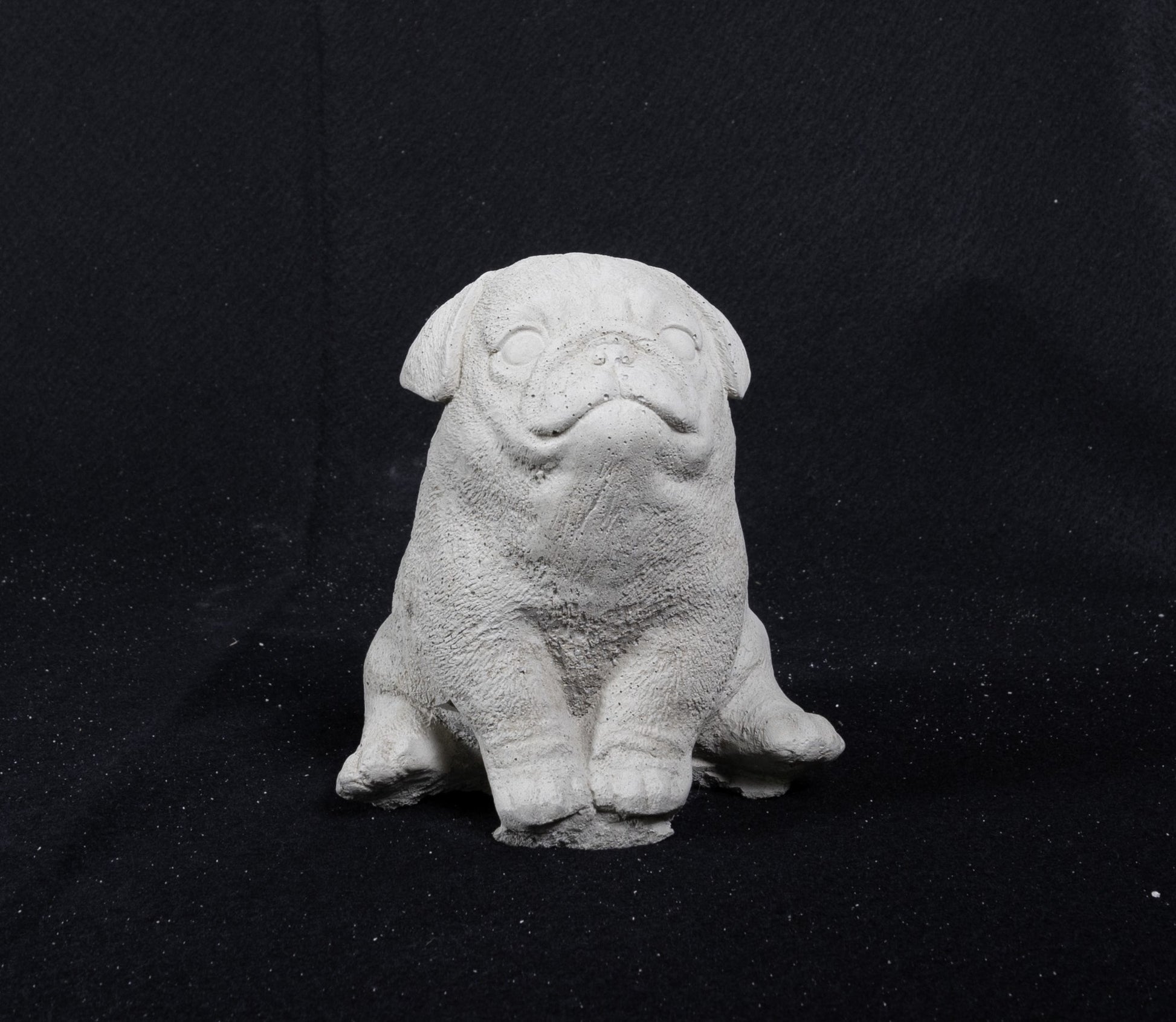 Pug