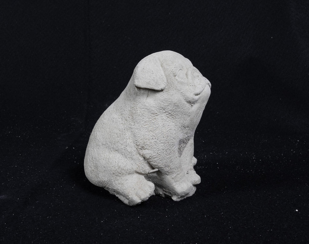 Pug