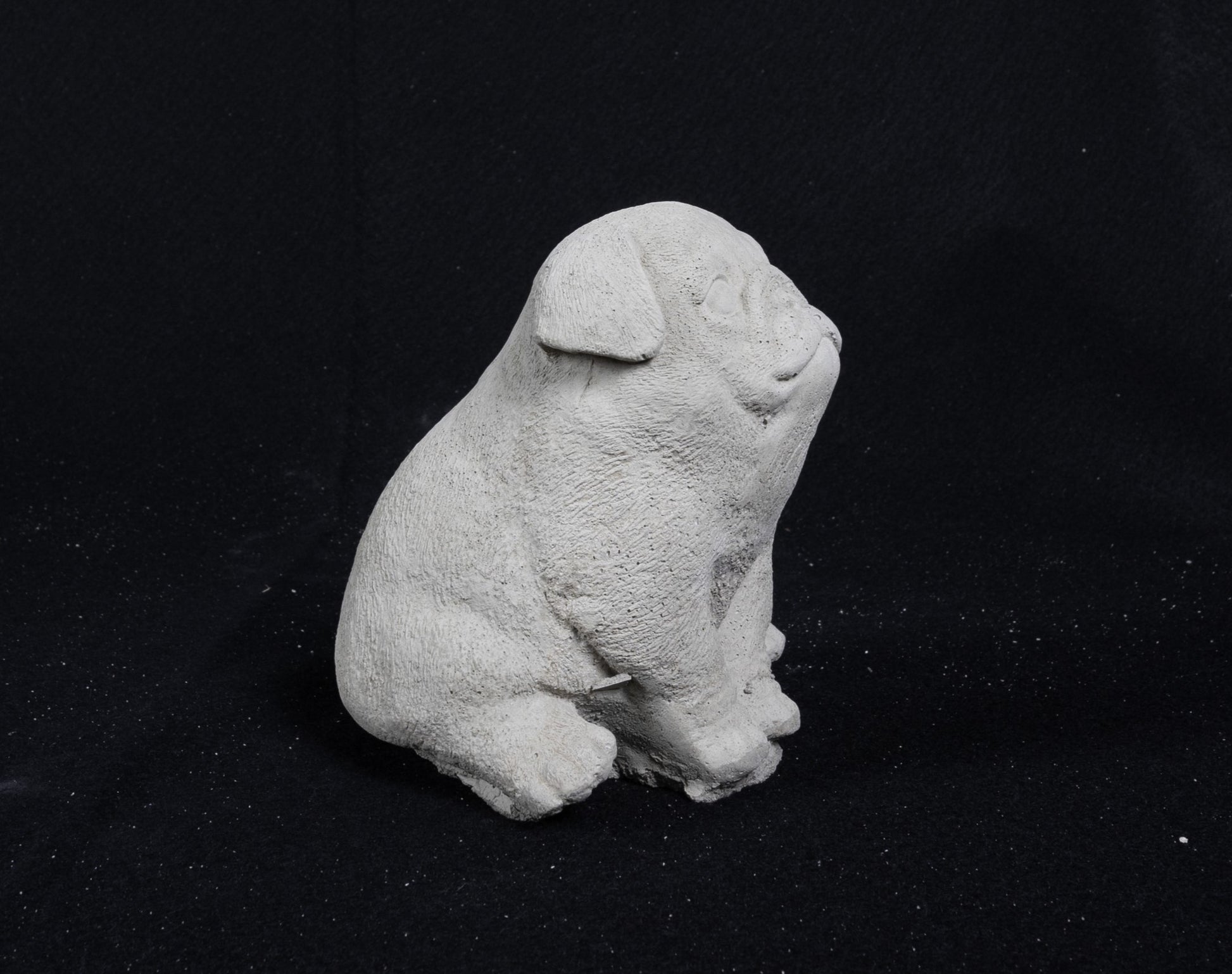 Pug