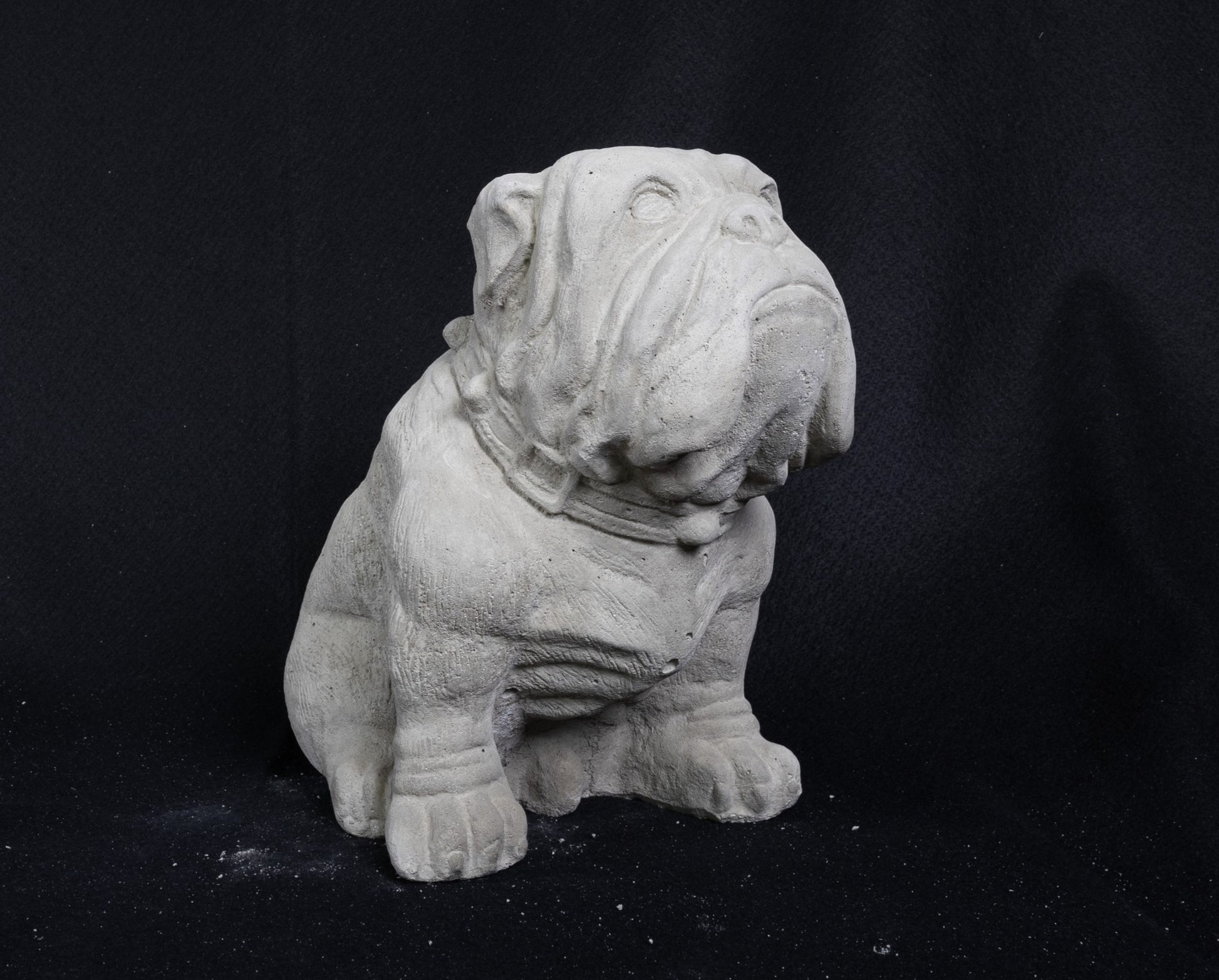 English Bull Dog (Medium)