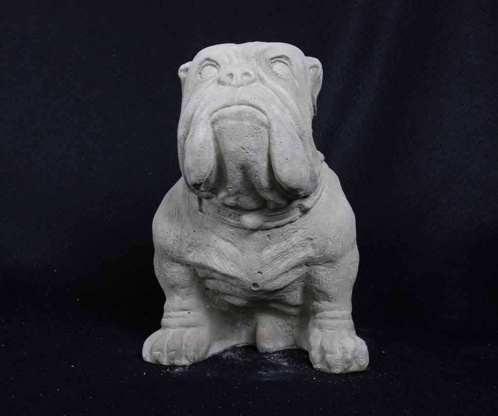 English Bull Dog (Medium)