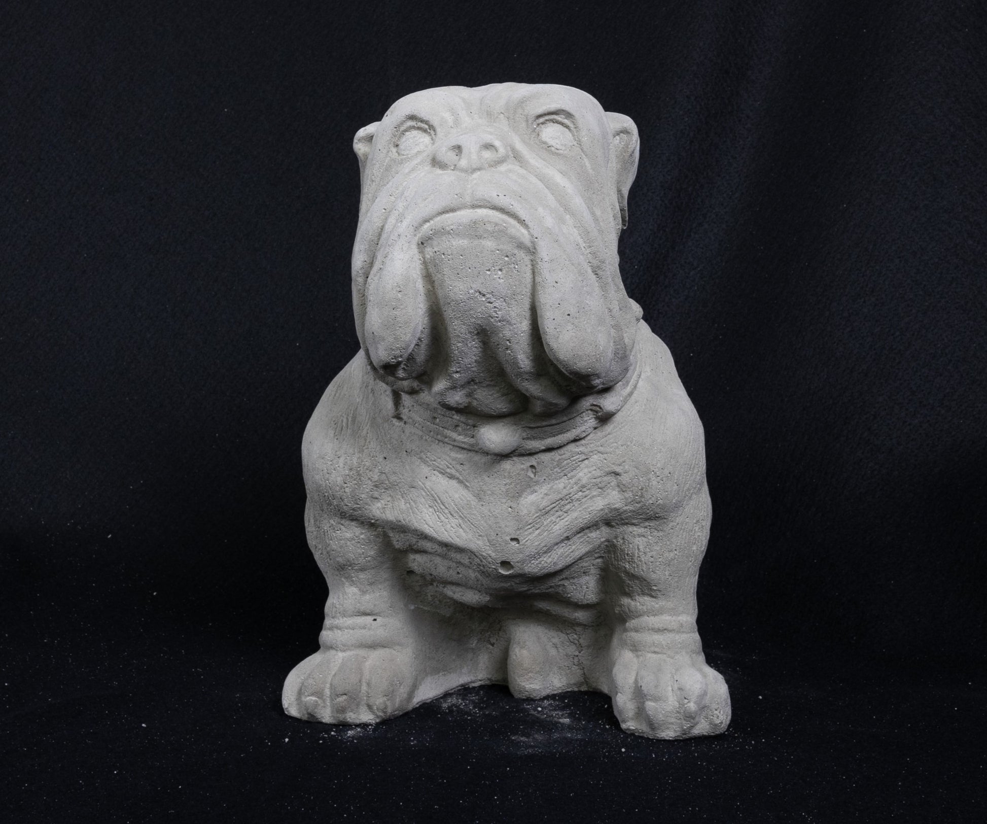 English Bull Dog (Medium)