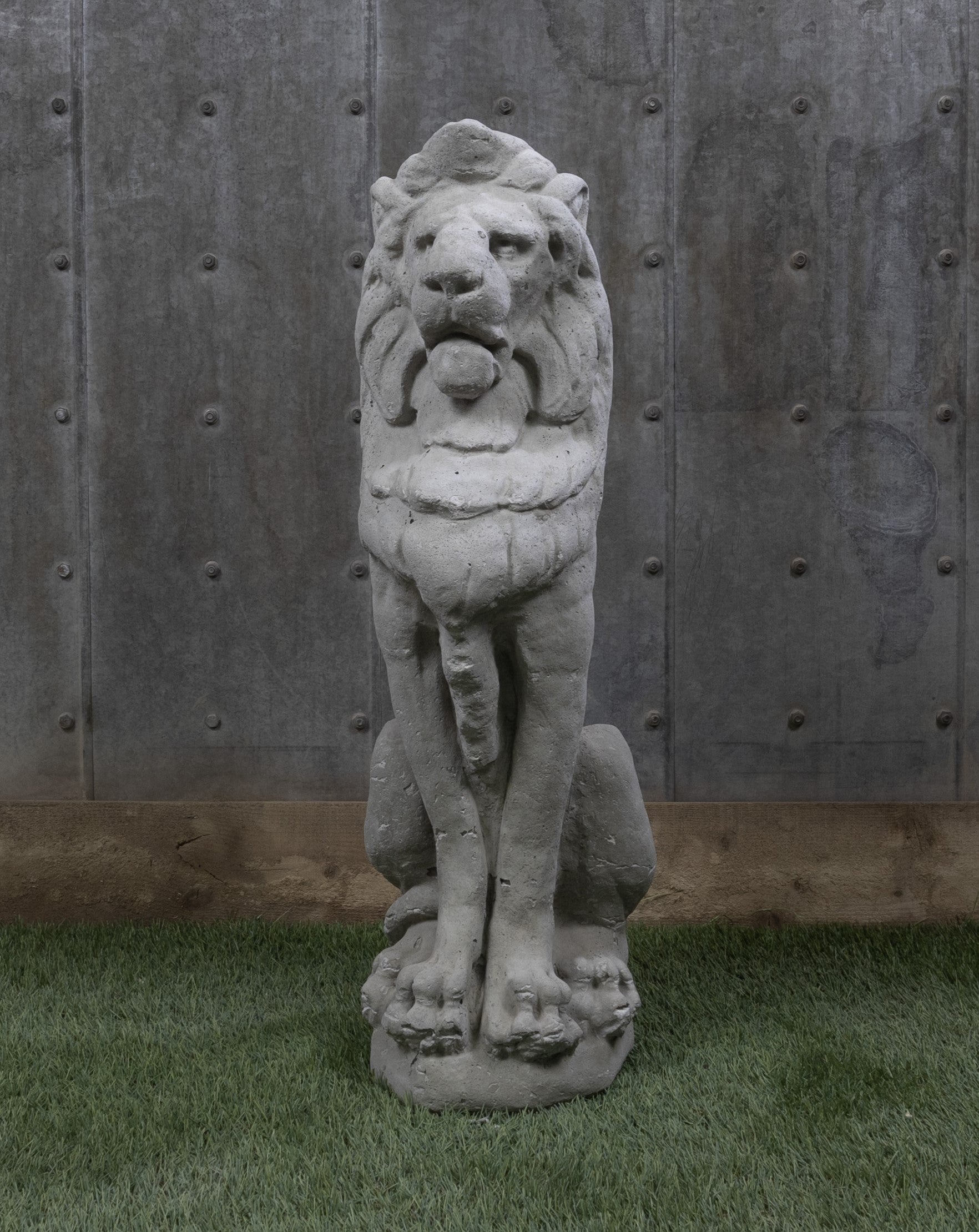 Lion 29"