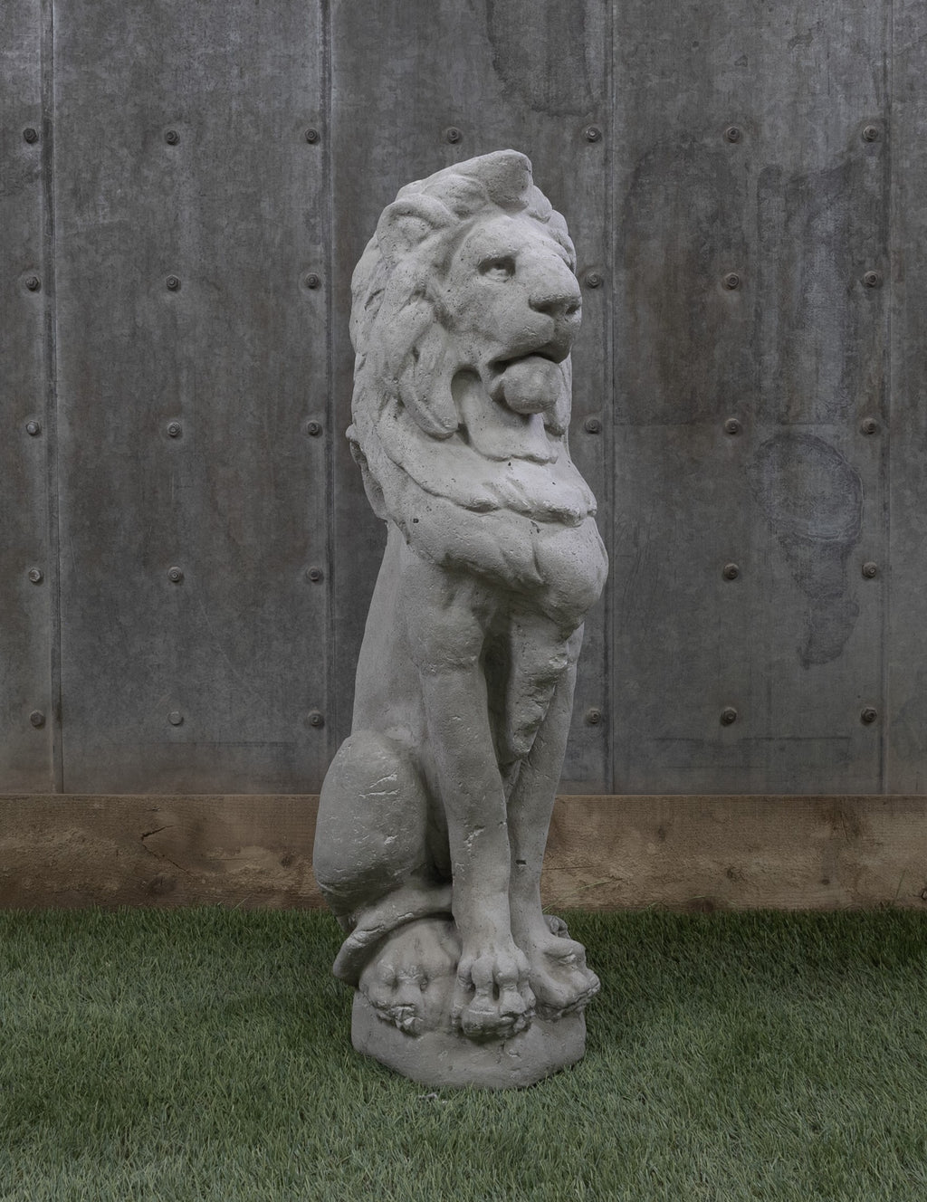 Lion 29"