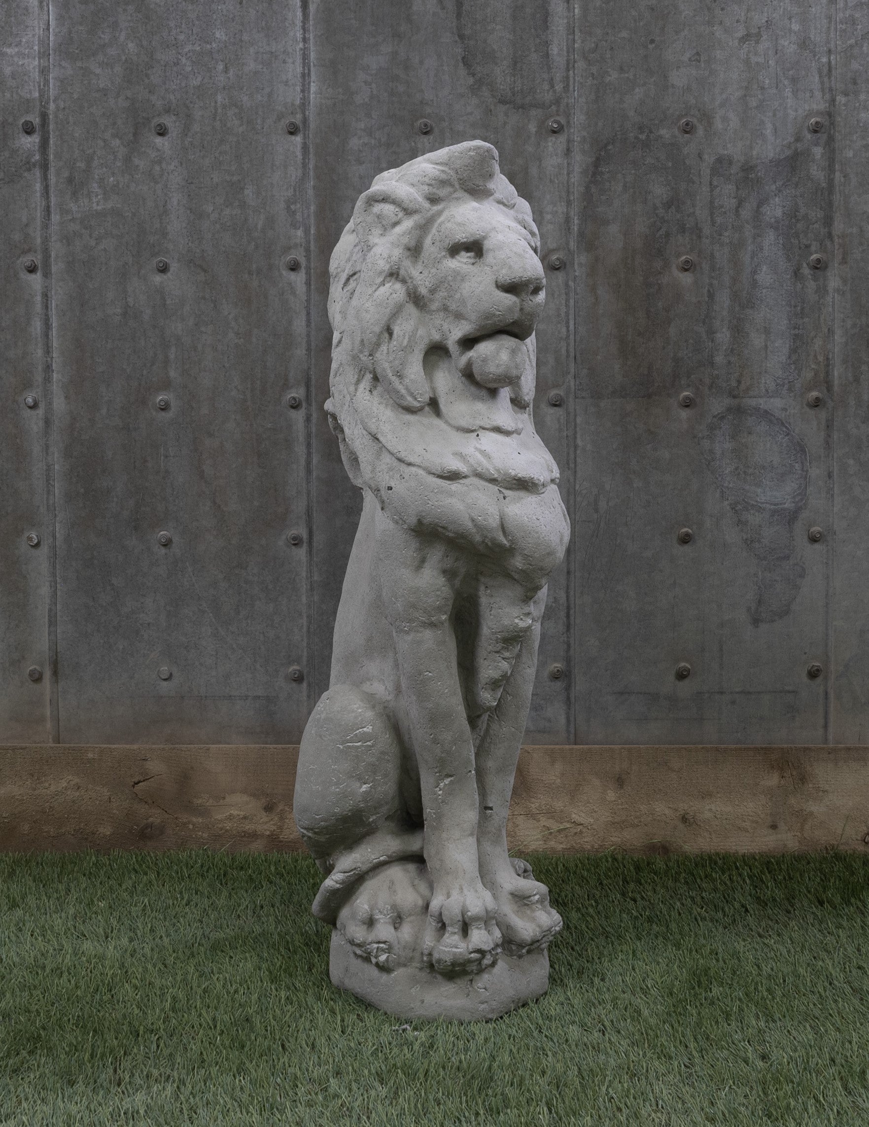 Lion 29"