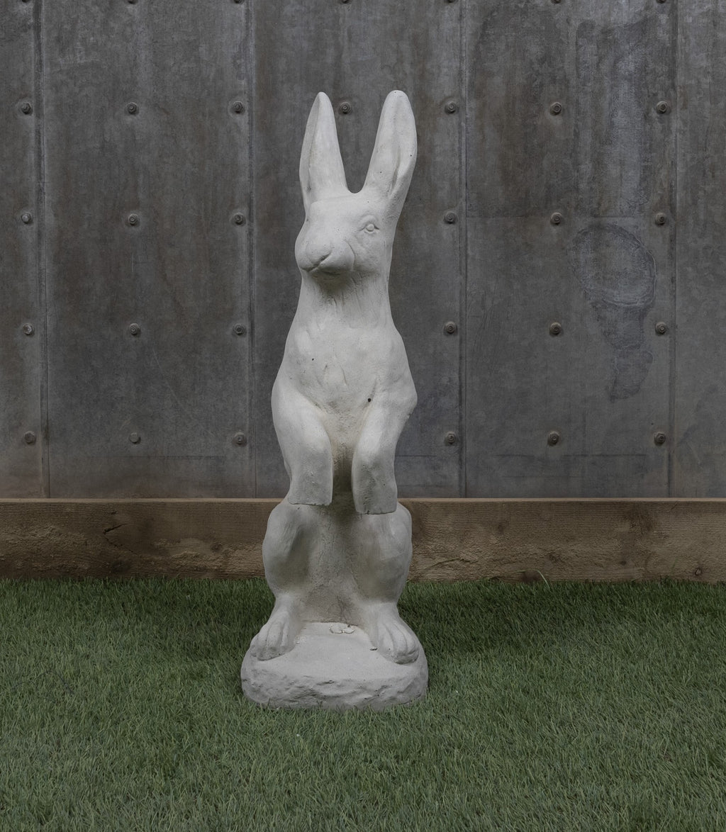 Jack Rabbit