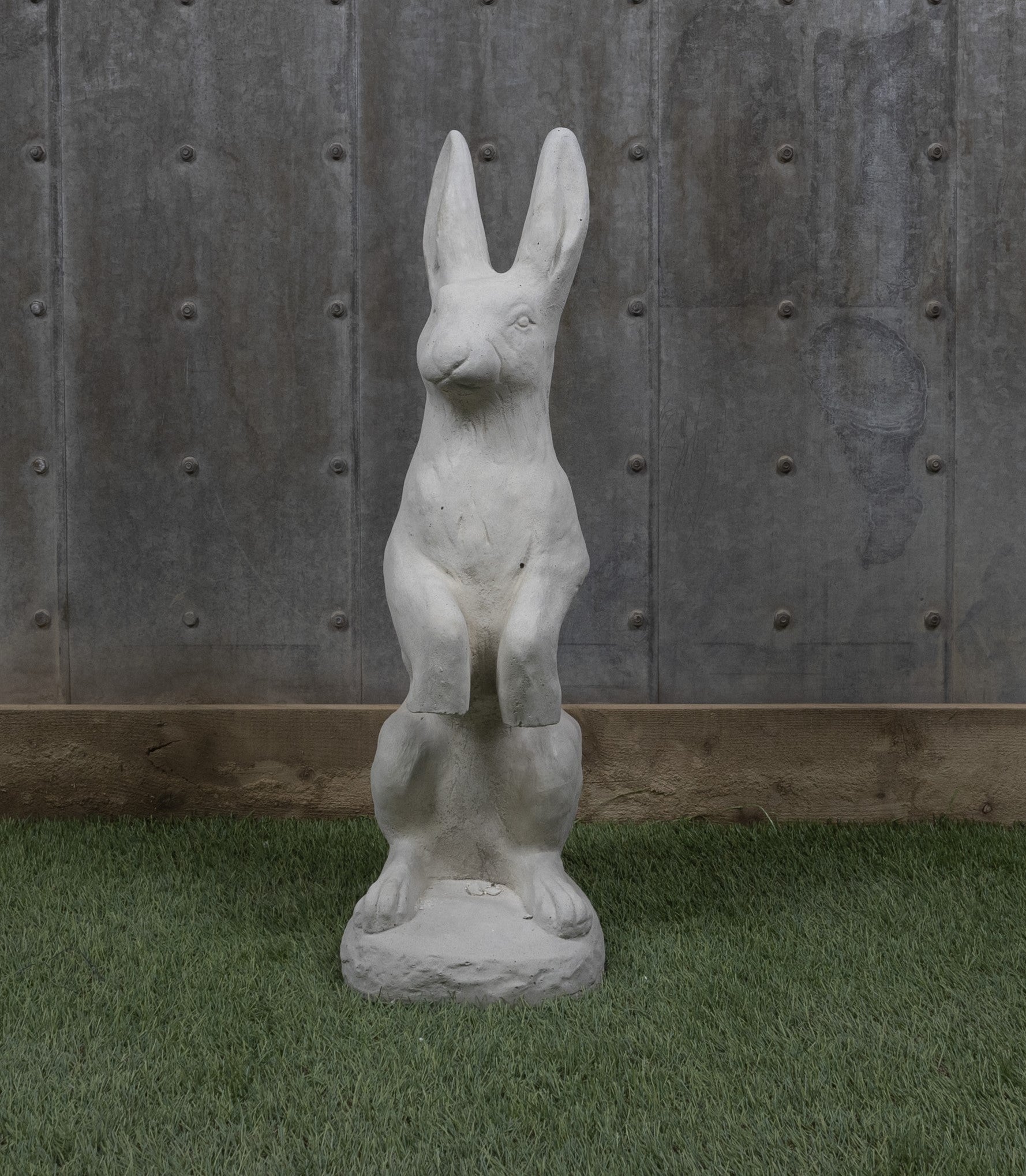 Jack Rabbit