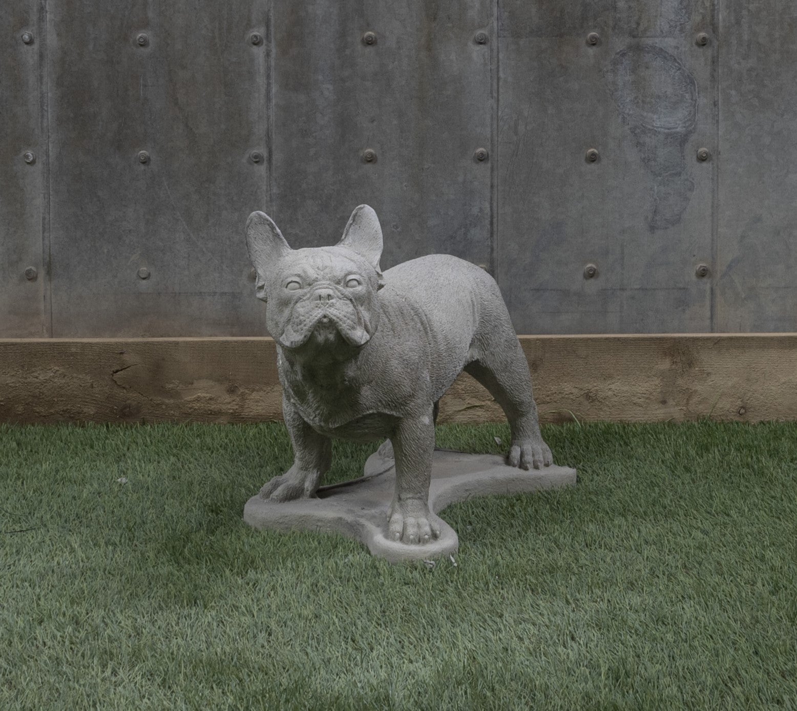 Standing French Bulldog