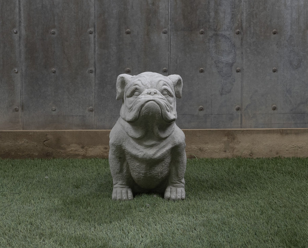 English Bull Dog (Large)
