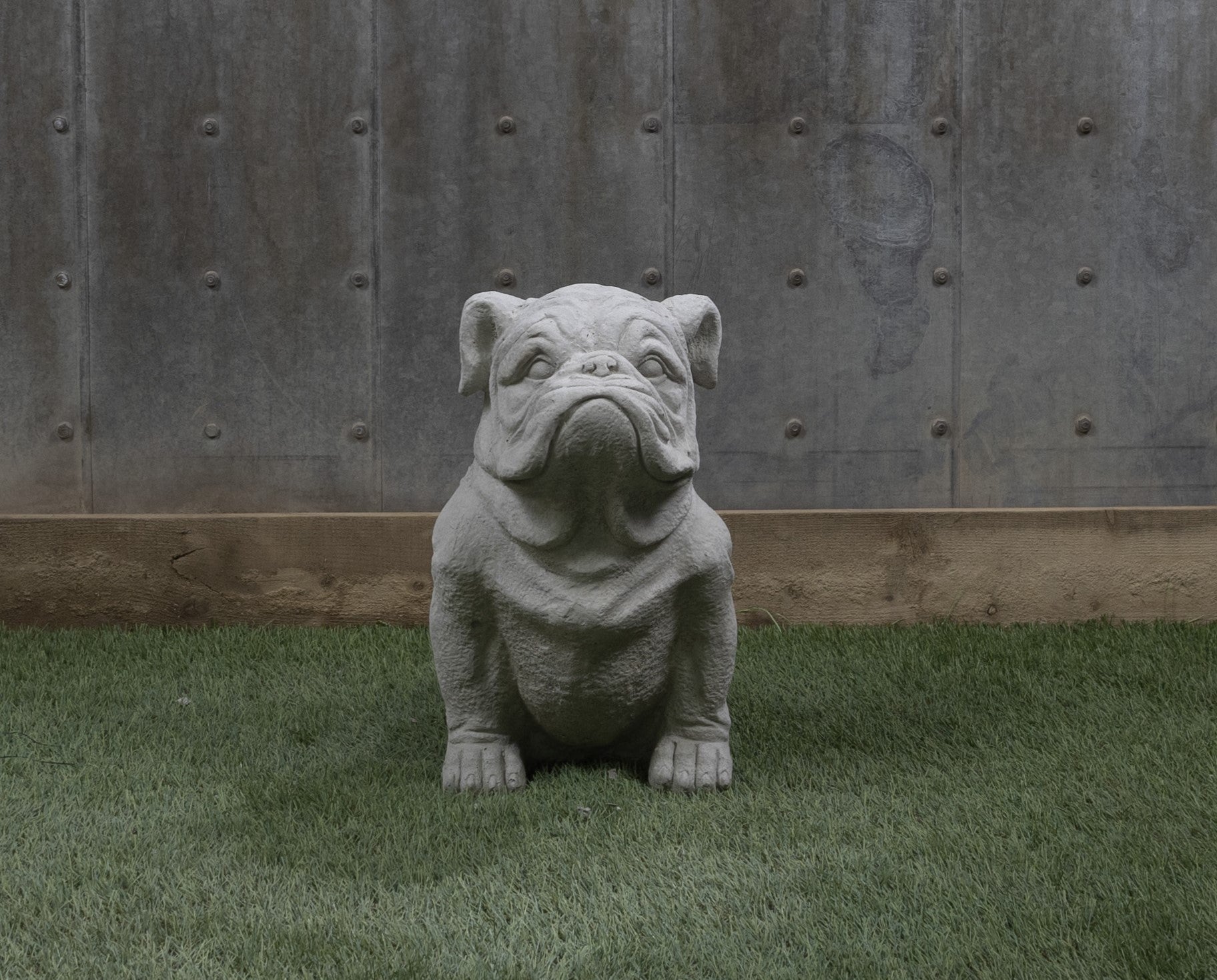 English Bull Dog (Large)