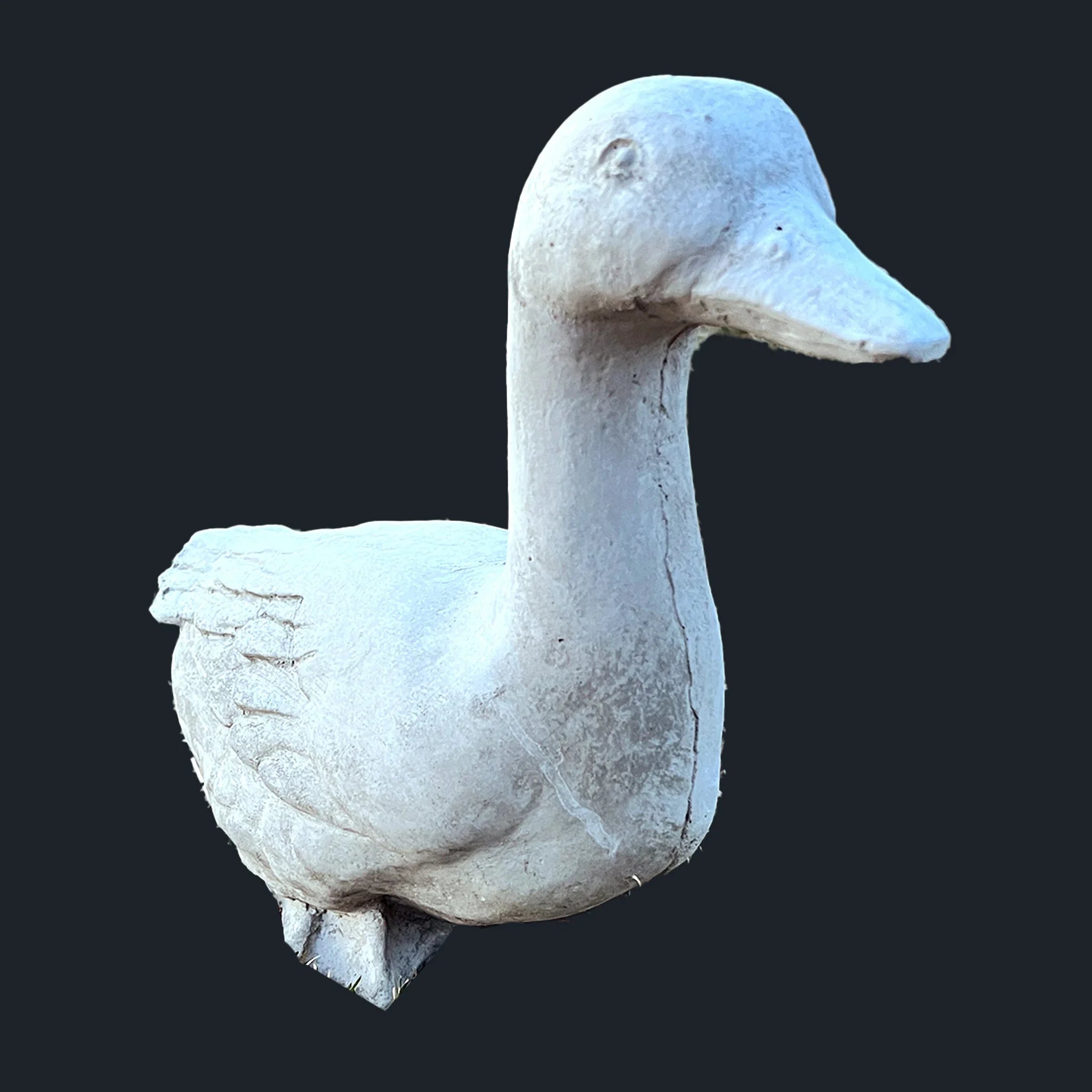 Medium Duck