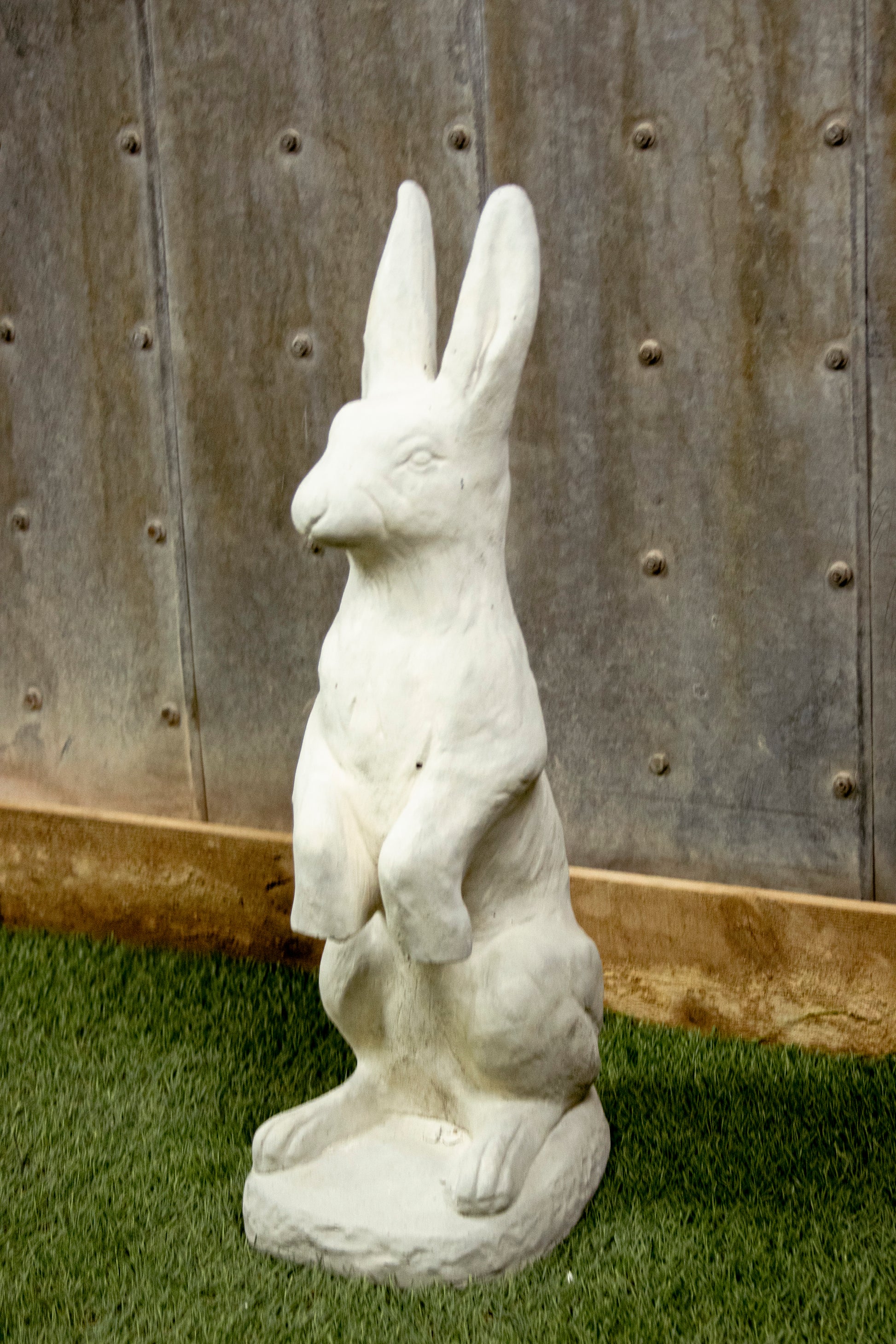 Jack Rabbit