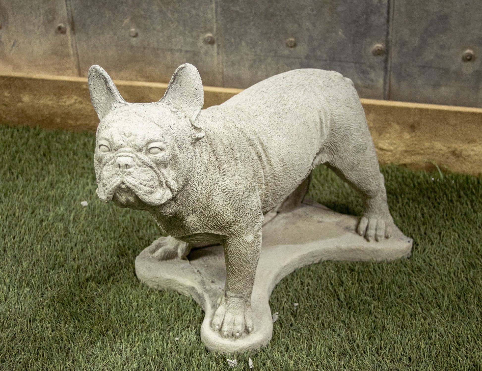 Standing French Bulldog