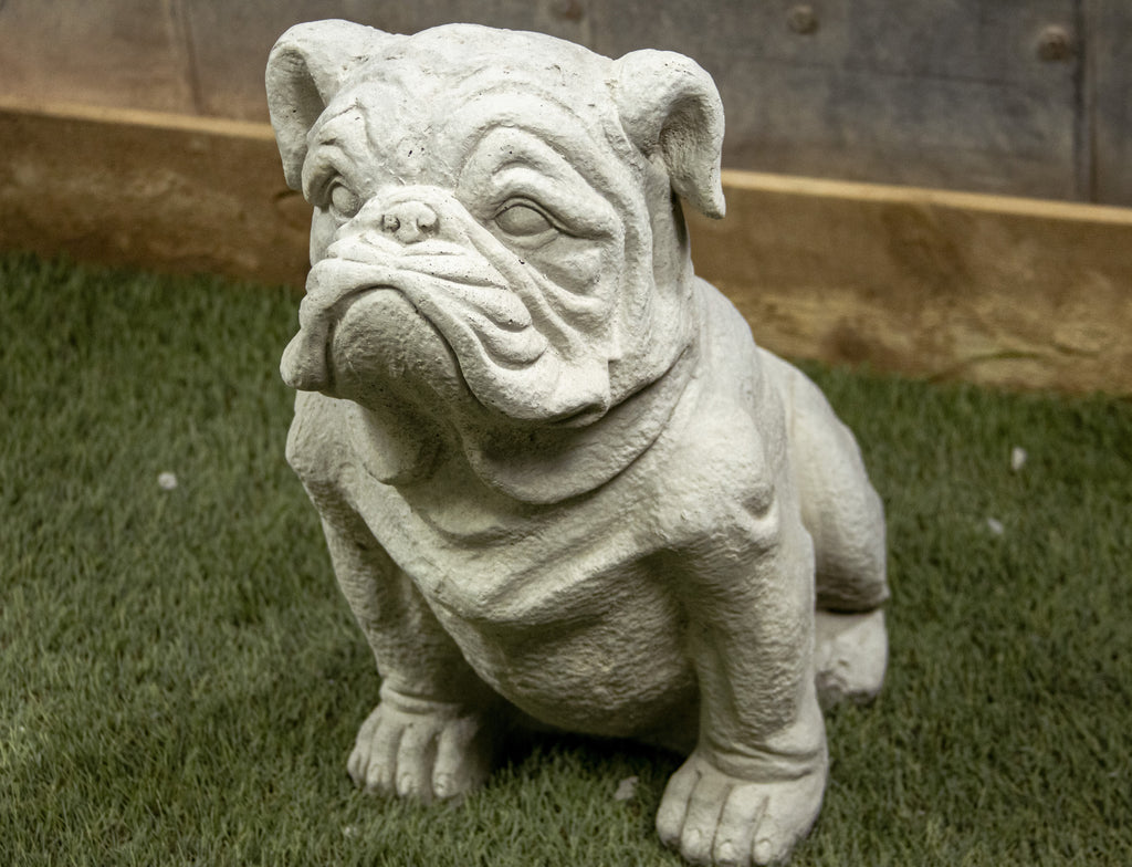 English Bull Dog (Large)
