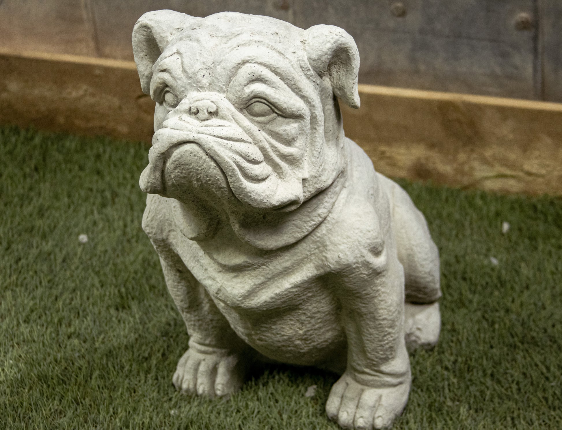 English Bull Dog (Large)